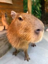 -Zoolung Zoolung动物主题公园(海信广场店)