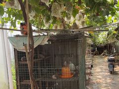 -马陆小张葡萄园农家乐