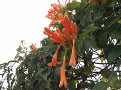 -红山村