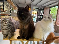-豆逗聊愈猫阁Easy Life