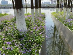 -月湖风景区