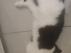 -平行世界·猫咖(首经贸店)