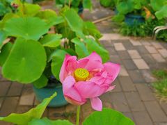 -莲花池公园