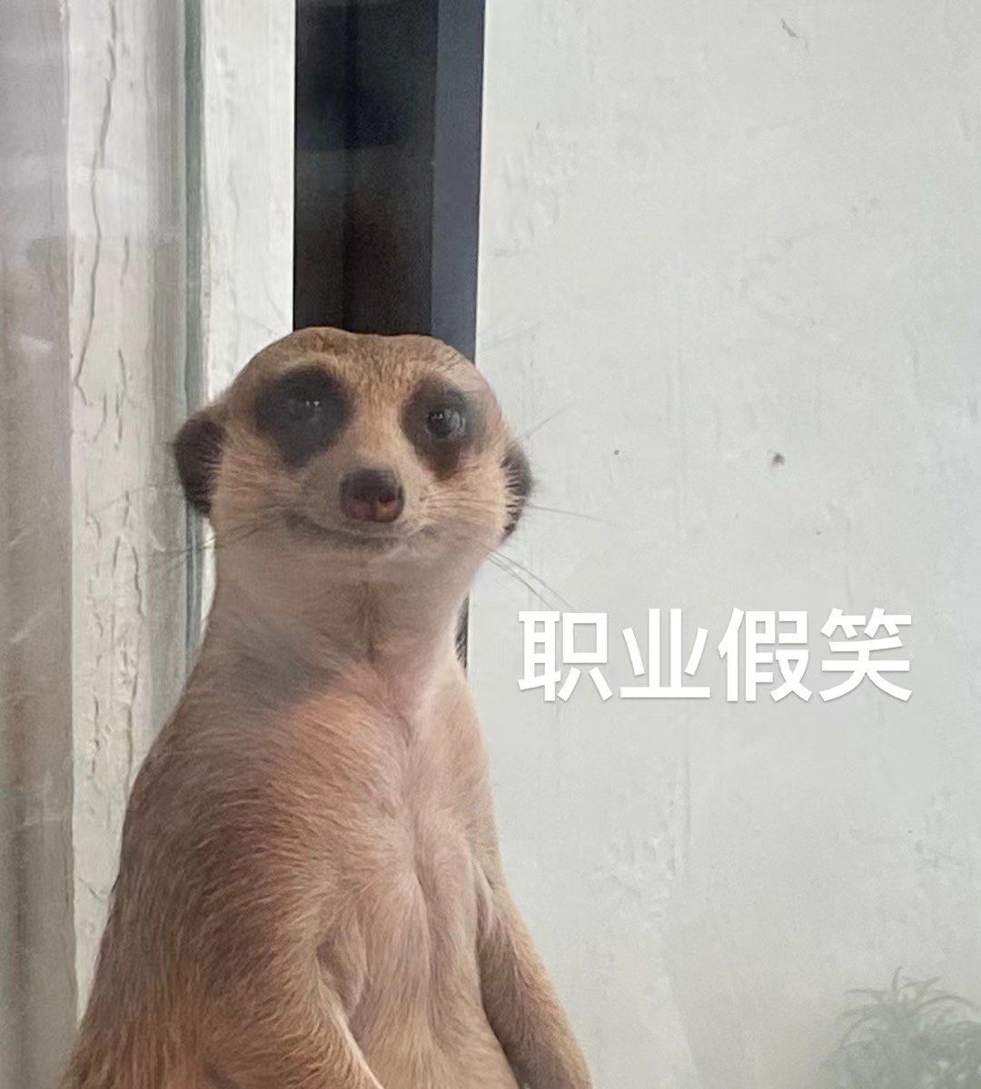 n还记得小时候看的《狮子王》的彭彭和丁满吗?
丁满就是狐獴捏!