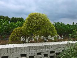 -太湖雪蚕桑文化园