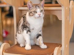 -飞行喵MR PILOT|猫舍·猫咖(静安大融城店)