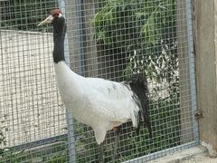 -盐城丹顶鹤湿地生态旅游区