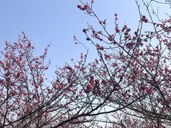 -香雪海