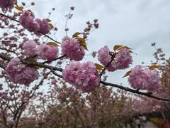 -南汇桃花村