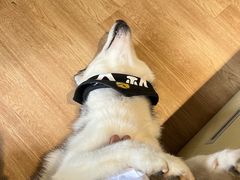 -Husky Go! 哈士奇体验馆·宠物咖啡厅狗咖