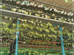 -马白开来特色羊排揪片子  (总店)