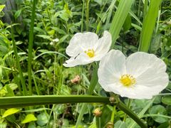 -广西壮族自治区药用植物园