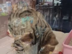 -FAELING PETS美天灵宠物(富力广场店)