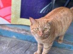 -喵屿·大理花园猫咖