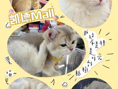 -凯德MALL(望京店)