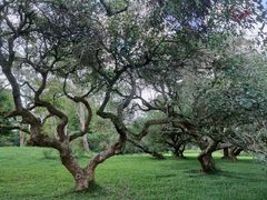 -中国科学院西双版纳热带植物园