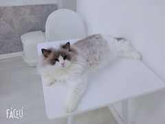 -喵的天空名猫咖啡馆·撸猫·猫舍·用品