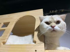 -浣熊柯尔鸭土拨鼠·电玩咖