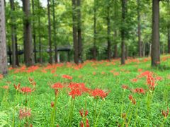 -黄海国家森林公园