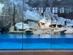 -帝企鹅自助餐厅•儿童岛•真企鹅(长隆企鹅酒店)