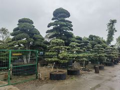 -龙大花卉苗木市场