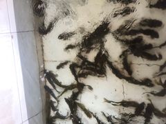 -金台阶鱼馆(于桥水库店)