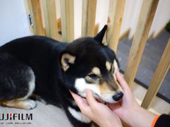 -柴迷FANS CLUB·柴犬狗咖·猫咖