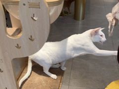 大堂-飞行喵MR PILOT|猫舍·猫咖(静安大融城店)