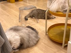 -有喵·猫咖·狗咖·30几只猫10只小狗(岗厦店)