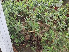 -故乡缘·香格里拉山庄(冷竹路店)