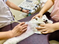 -全心全意连锁动物医院·特色中医诊疗(会城门分院)