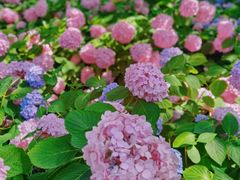 -上海滨江森林公园