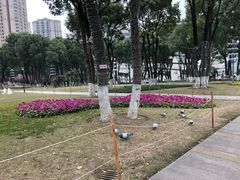 -重庆市江北嘴中央商务区中央公园