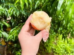 -老袁家蜜桃农场·阳山水蜜桃