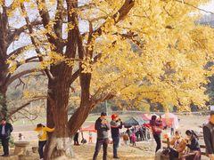 -千年银杏谷文化旅游区