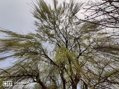 -昆山城市生态森林公园