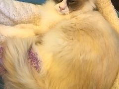 -李小姐の猫咖啡馆(五角场店)