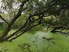 -西湖风景区-江洋畈生态公园