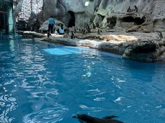 -帝企鹅自助餐厅•儿童岛•真企鹅(长隆企鹅酒店)