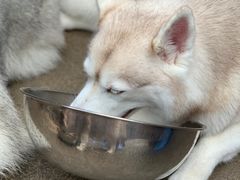 -TrueLove @ Neverland (Husky Cafe)