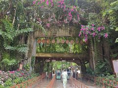 -西双版纳原始森林公园