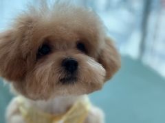 -帕帕拉兹宠物(亚洲旗舰店)