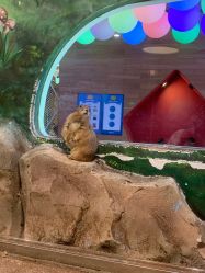 点击看大图 -宝燕乐园(闵行旗舰店)