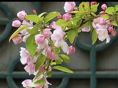 -海棠花溪(元大都城垣遗址公园)