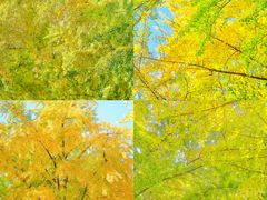 -三里屯东五街银杏大道