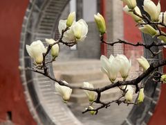 -泰山风景名胜区-普照寺