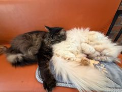 -豆逗聊愈猫阁Easy Life