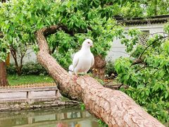 -西园戒幢律寺