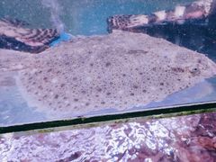 -阿弟特色海鲜餐厅·大排档(平潭店)