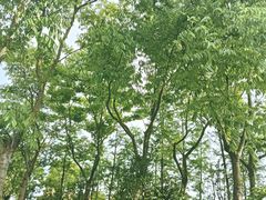 -春花秋色城市公园